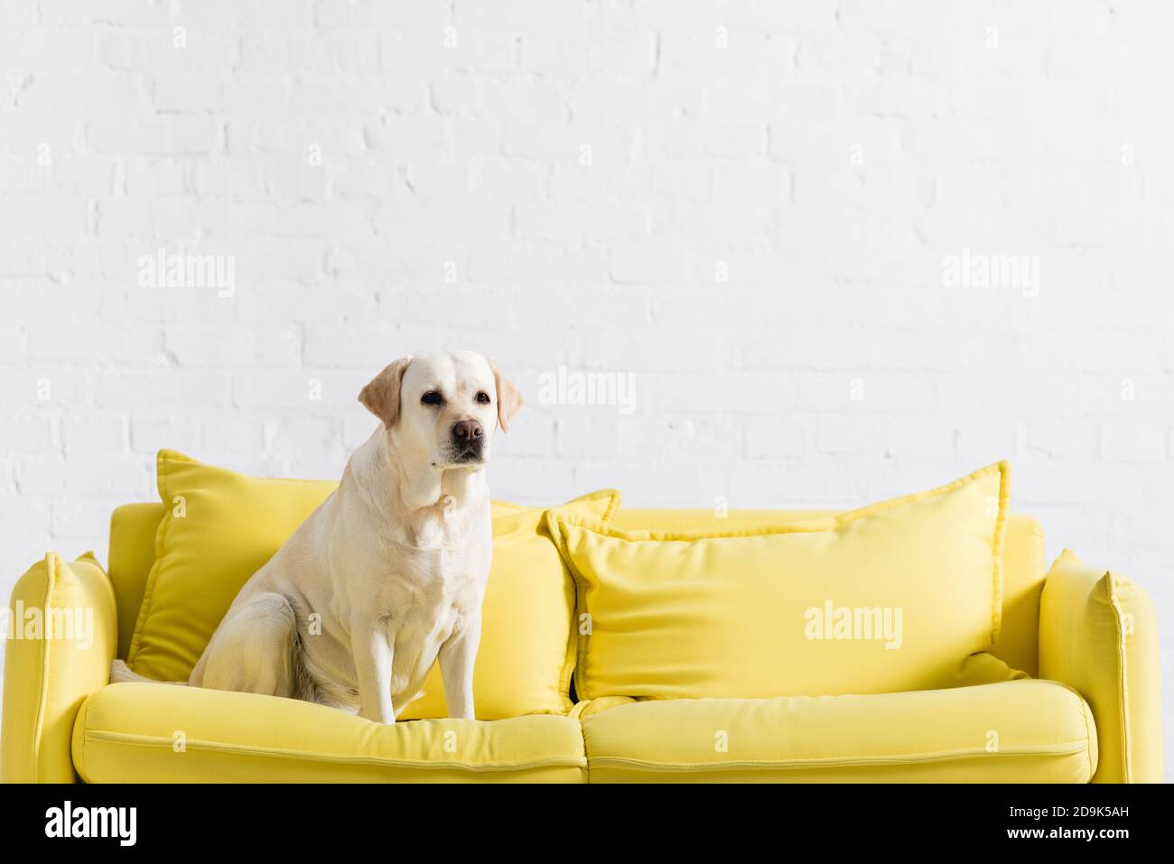 Labrador sofa cheap