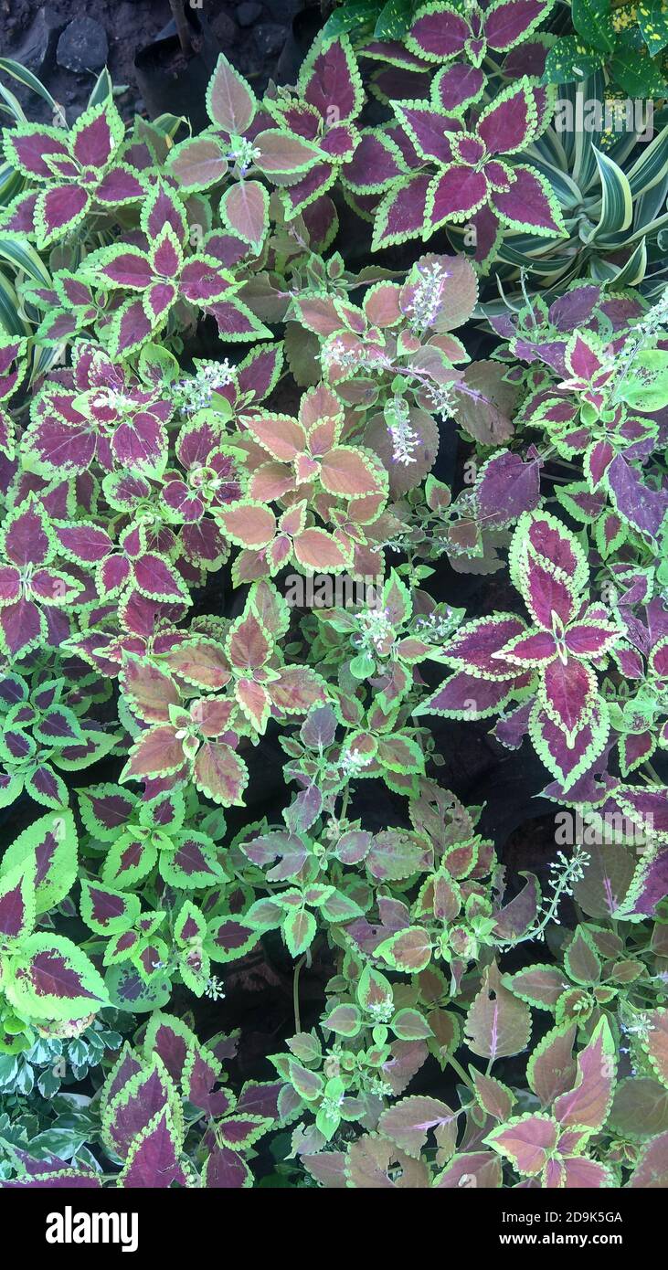 scenic view of coleus plants also called Coleus blumei or Plectranthus ...