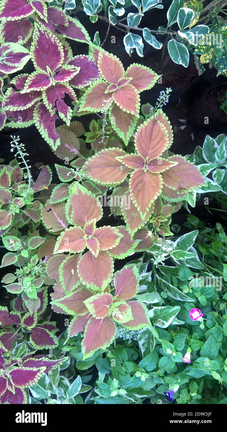 Scenic View Of Coleus Plants Also Called Coleus Blumei Or Plectranthus