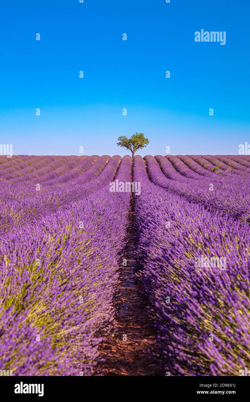 Rich lavender field with a lonely tree. Stunning summer floral landscape, nature scenery, blooming lavender flowers under blue sky. Idyllic nature Stock Photo