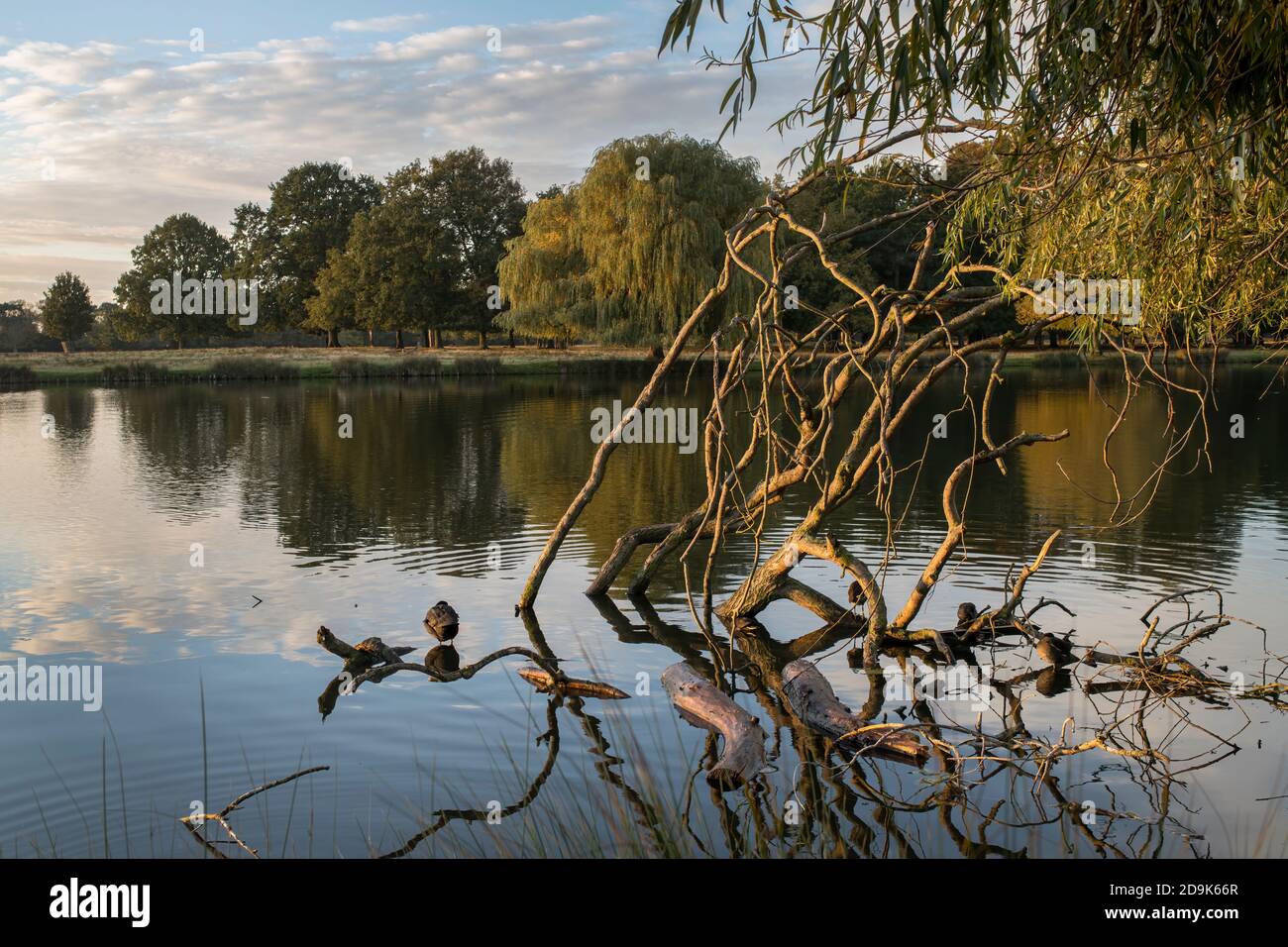 Low hanging tree branches hi-res stock photography and images - Alamy
