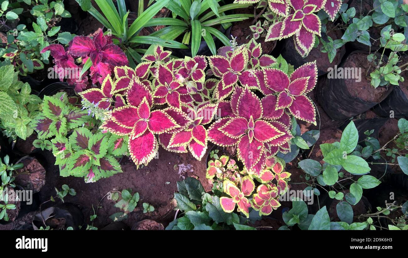 scenic view of coleus plants also called Coleus blumei or Plectranthus ...
