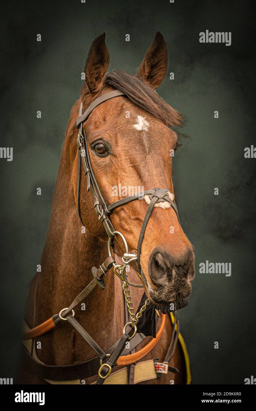 Thoroughbred racehorse head Stock Photo