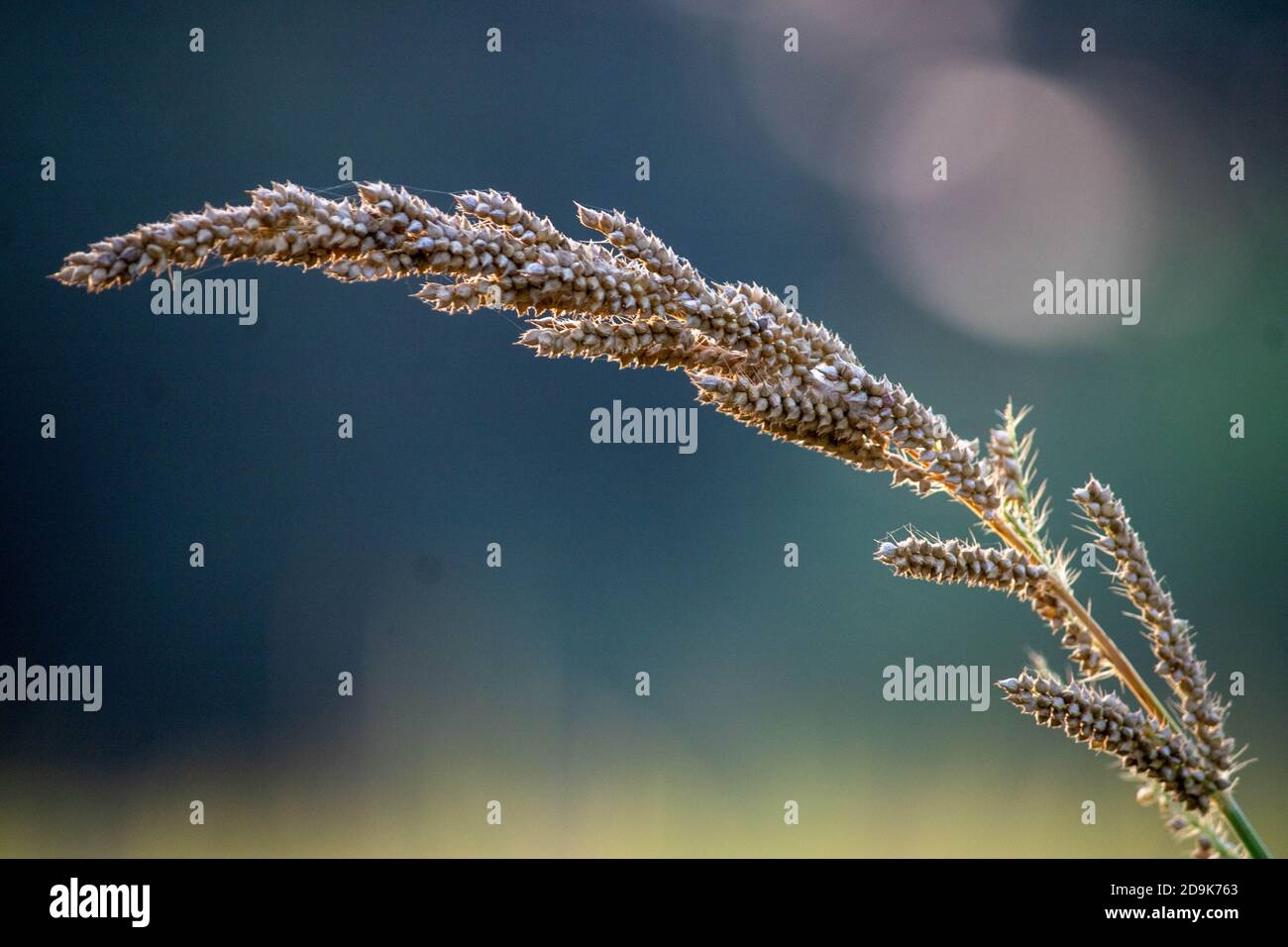 Ragi hi-res stock photography and images - Alamy