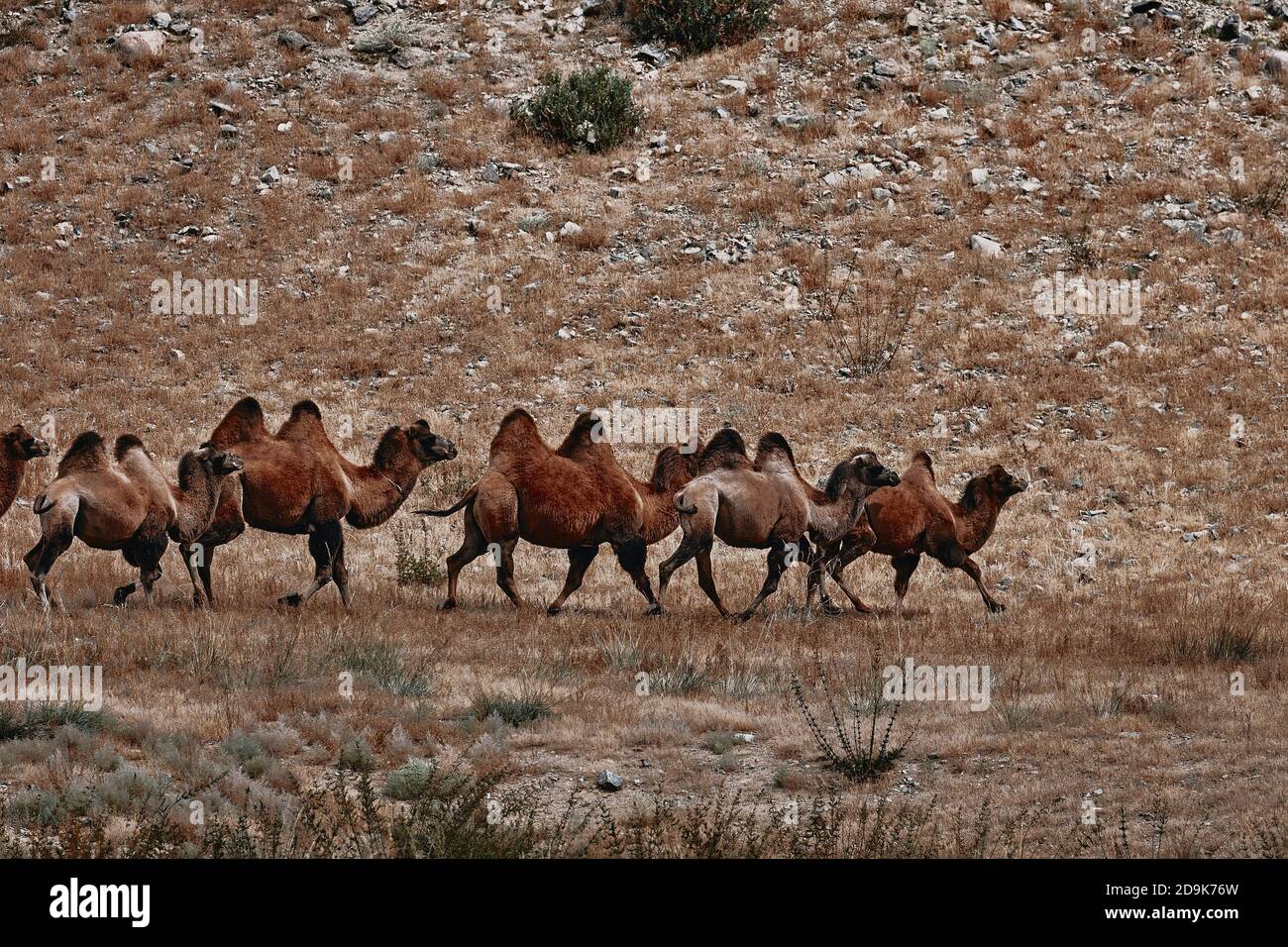 Wild animals gobi desert hi-res stock photography and images - Alamy