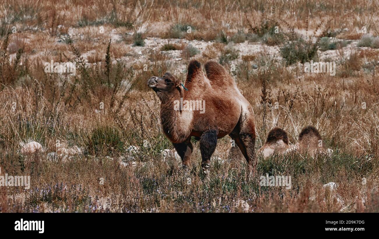 Bactrian Camel in the Gobi desert, Mongolia. A herd of Animals on the pasture Stock Photo - Alamy Bactrian Camel in the Gobi desert, Mongolia. A herd of Animals on the pasture Stock Photo - Alamy