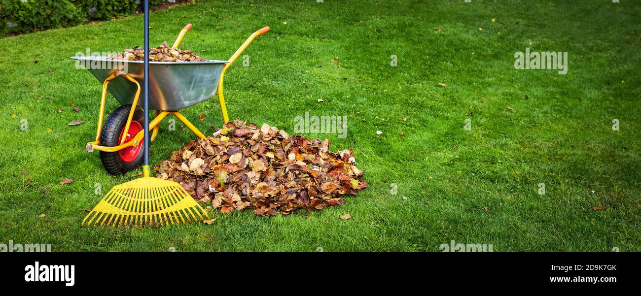 raking fallen autumn leaves from backyard lawn. copy space Stock Photo