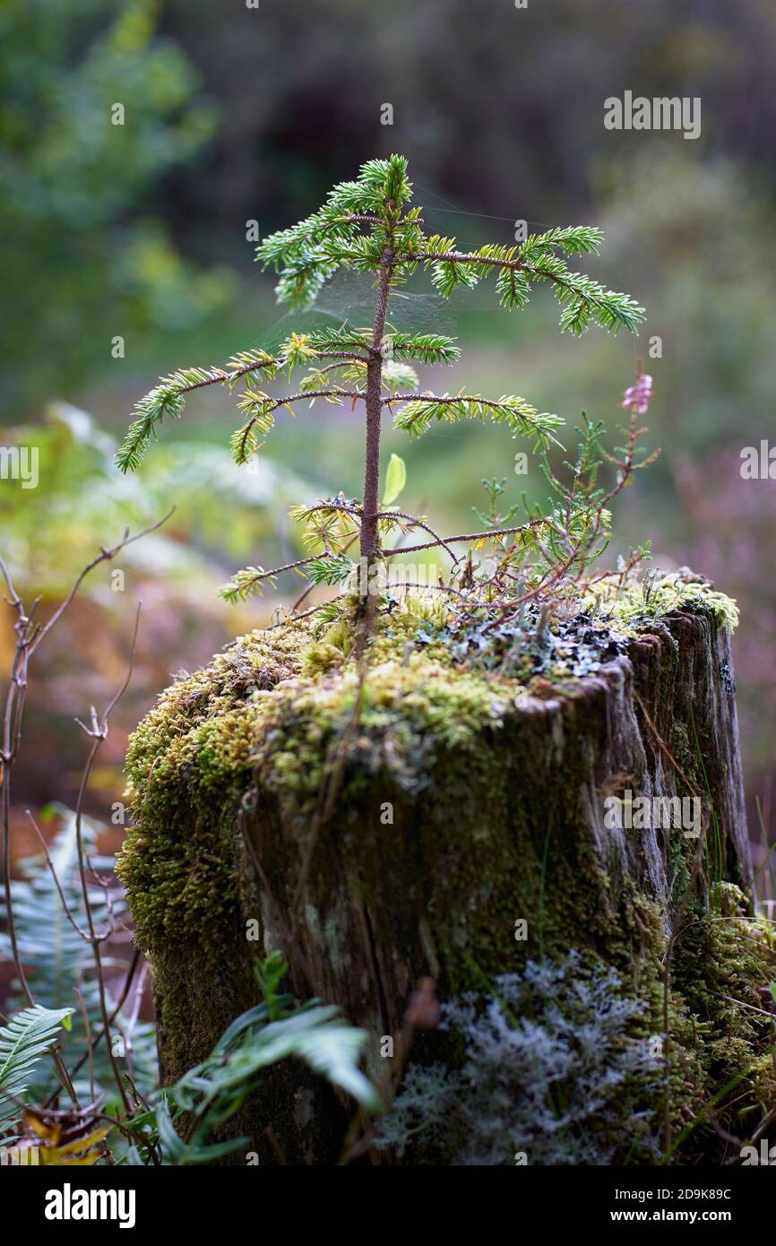 Small cinierous tree growing on top of a tree stump.  Near Salen, Sunart, Lochaber, Highland, Scotland. Stock Photo