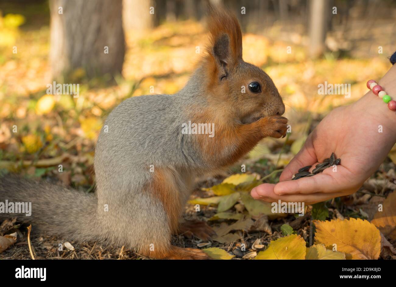 Squirrel biting hand close up hires stock photography and images Alamy