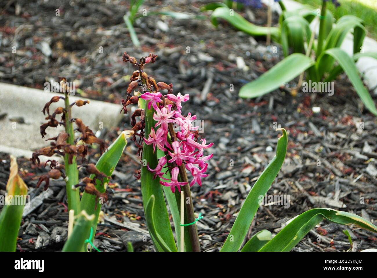 Hyacinth flower dying and rotting in the fall Stock Photo