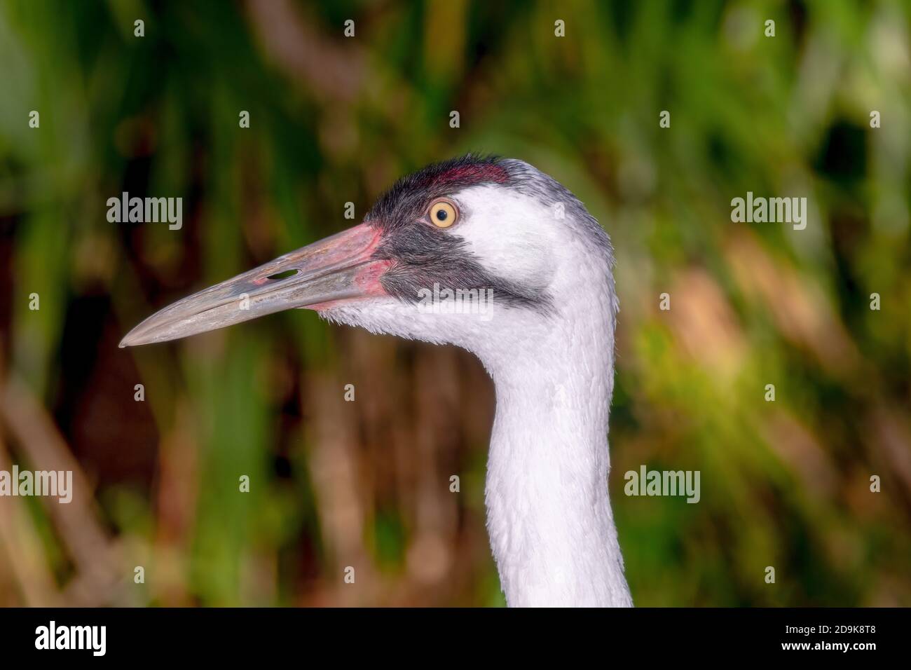 Closeup head shot beak closed whooping crane Stock Photo