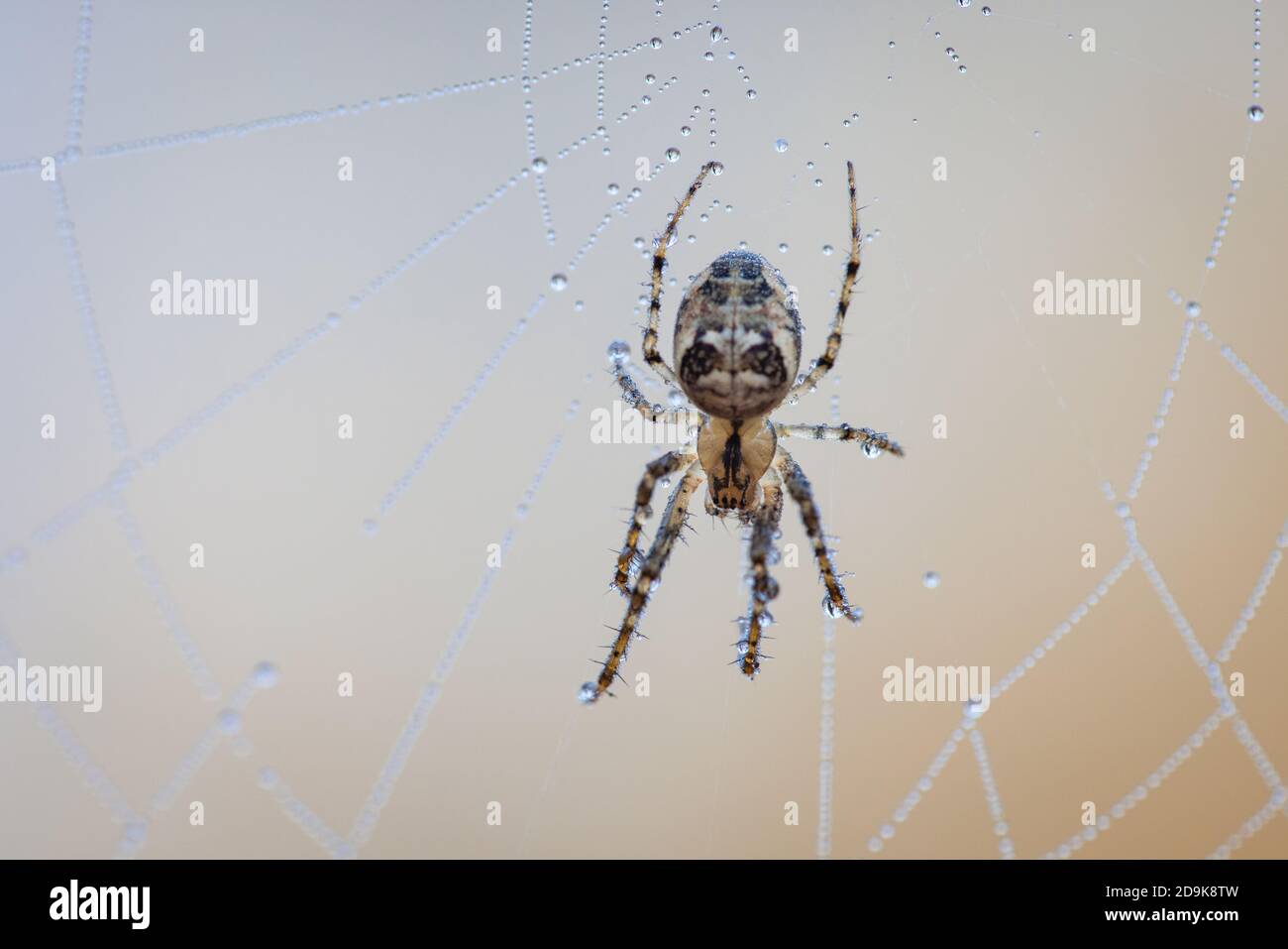 Premium Photo  The spider climbs on the web with blurry green