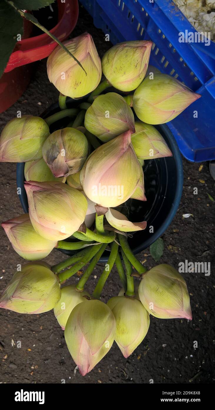 Scenic view of bunch of lotus flowers buds Stock Photo