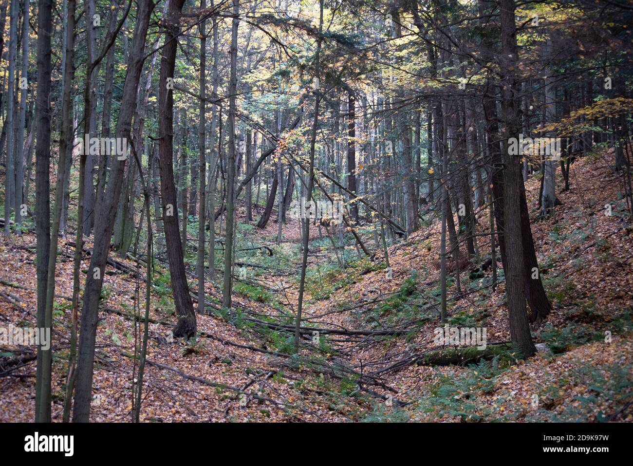 Fall day forest hi-res stock photography and images - Alamy