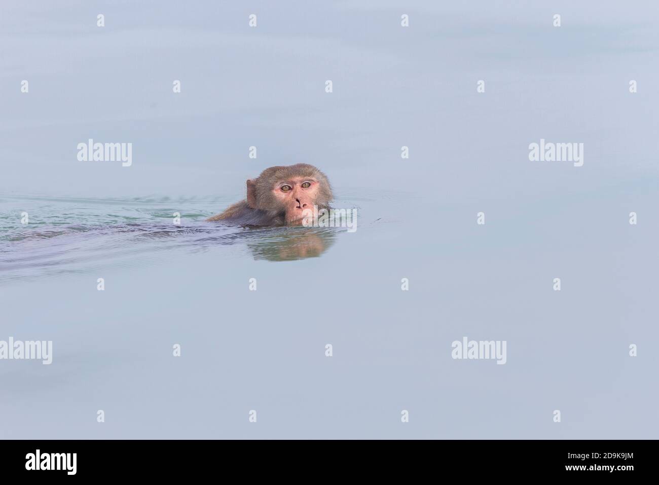 Adult male rhesus monkey with a cut nose swimming in deep waters of Sundarban National Park, West Bengal, India Stock Photo