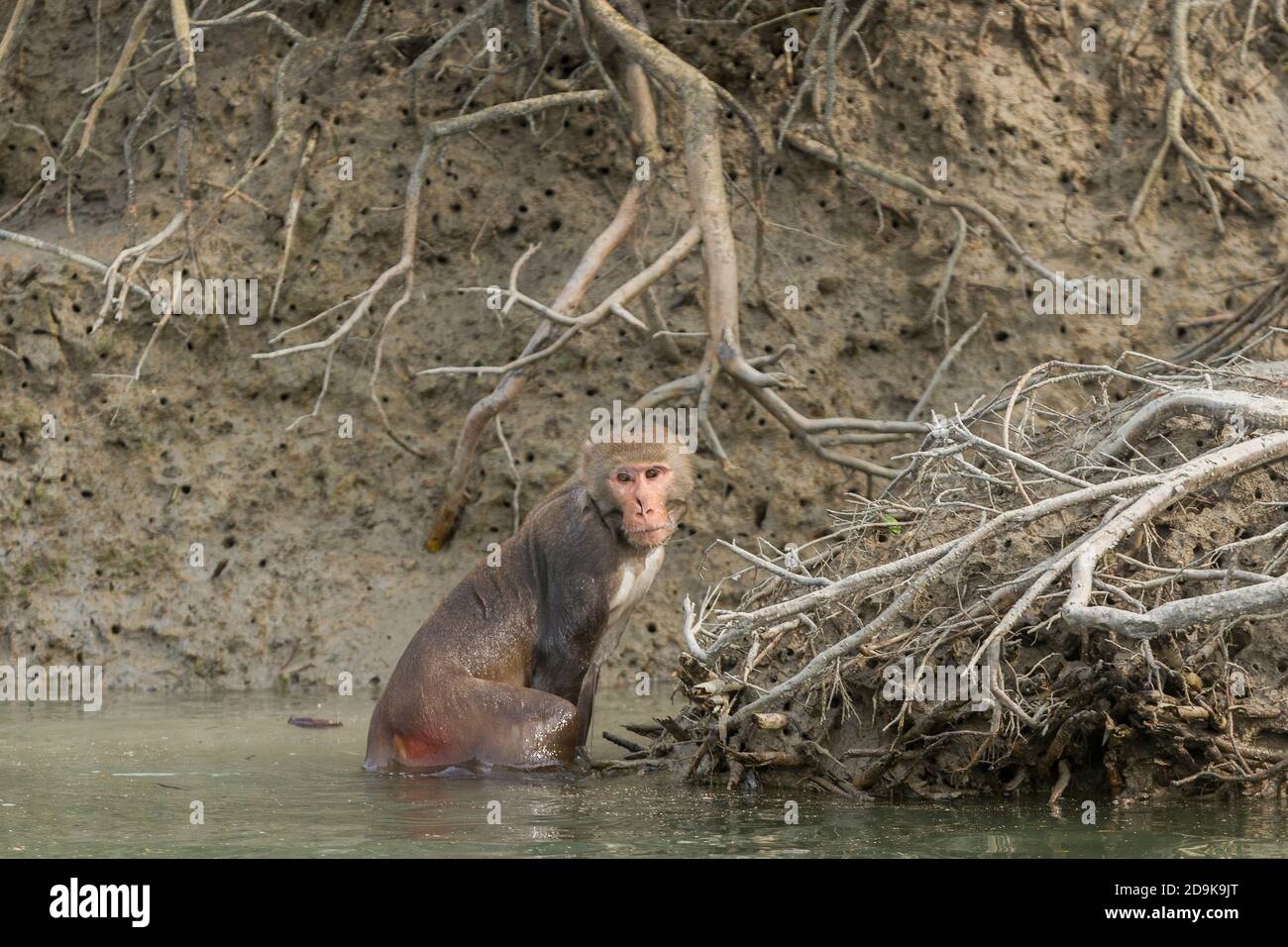 Adult male rhesus monkey looking after crossing a river at Sundarban ...