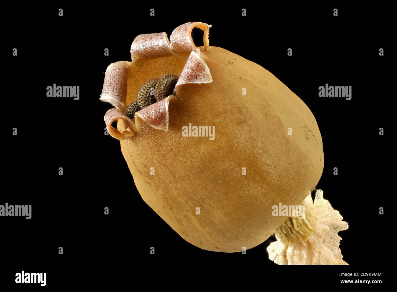 Silene vulgaris, Bladder campion, Klatschnelke, close up, fruit with seeds, seeds 1.5 mm long Stock Photo