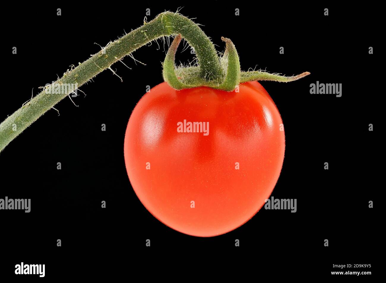 Solanum lycopersicum, Tomato, Tomate, close up, fruit, berry Stock Photo