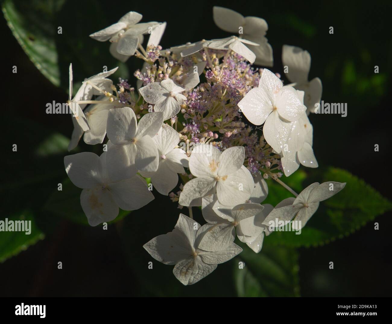 Hydrangea macrophylla, mariesii gandiflora in bloom Stock Photo