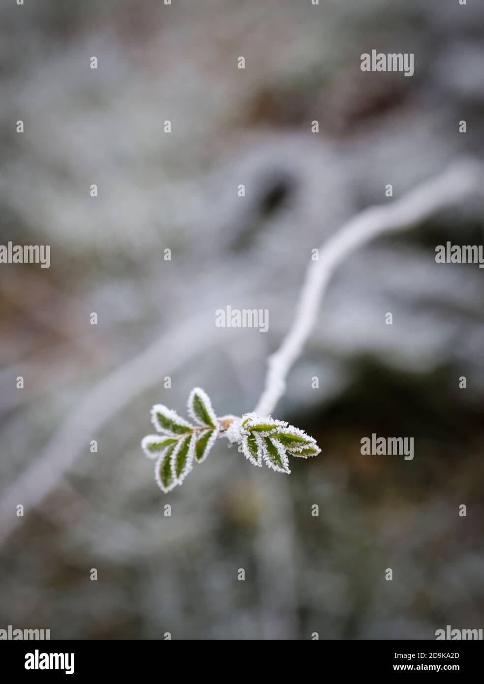 delicate first leaves covered with hoarfrost Stock Photo