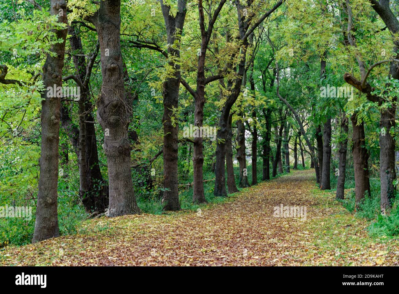 alley in Grunewald forest in atumn, Berlin, Germany Stock Photo