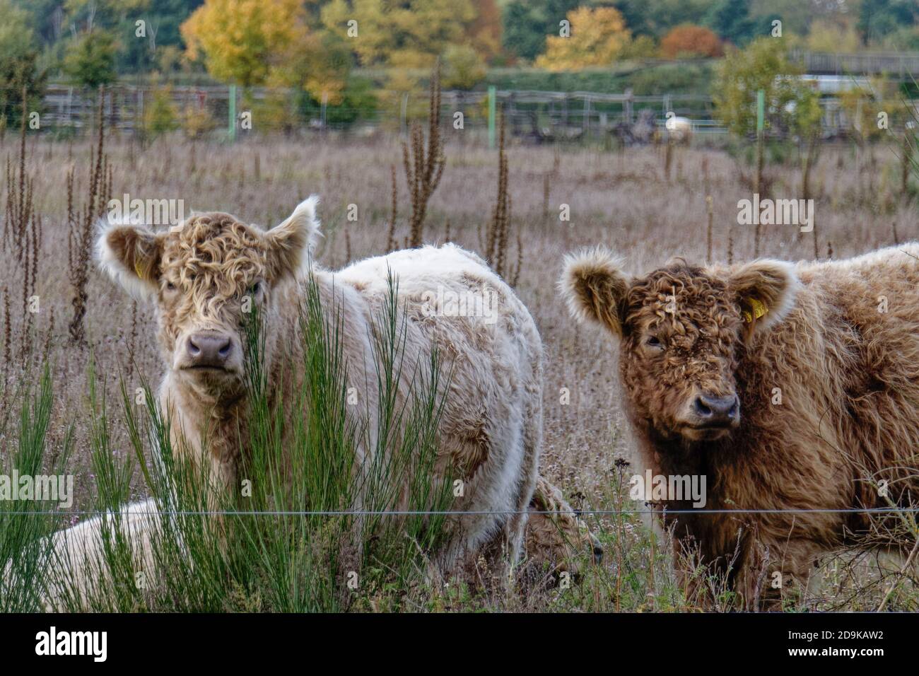 Döberitzer Heide-Galloways, Freilandhaltung, Rinderzucht, Elstal, Wustermark, Heinz Sielmann Stiftung, Stock Photo