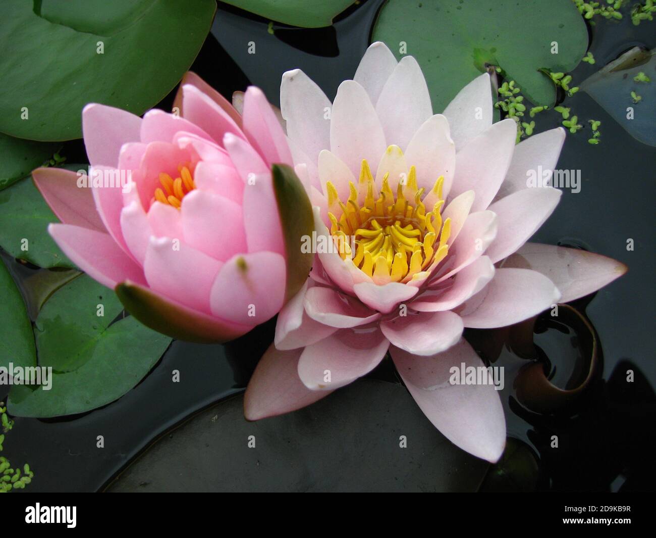 Closeup of pink-white water lilies Stock Photo