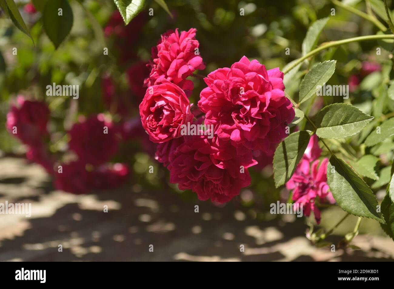 Pink rococo roses in full spring in different stages of flowering, with their leaves and other flowers in the background out of focus - Rosa polyantha Stock Photo