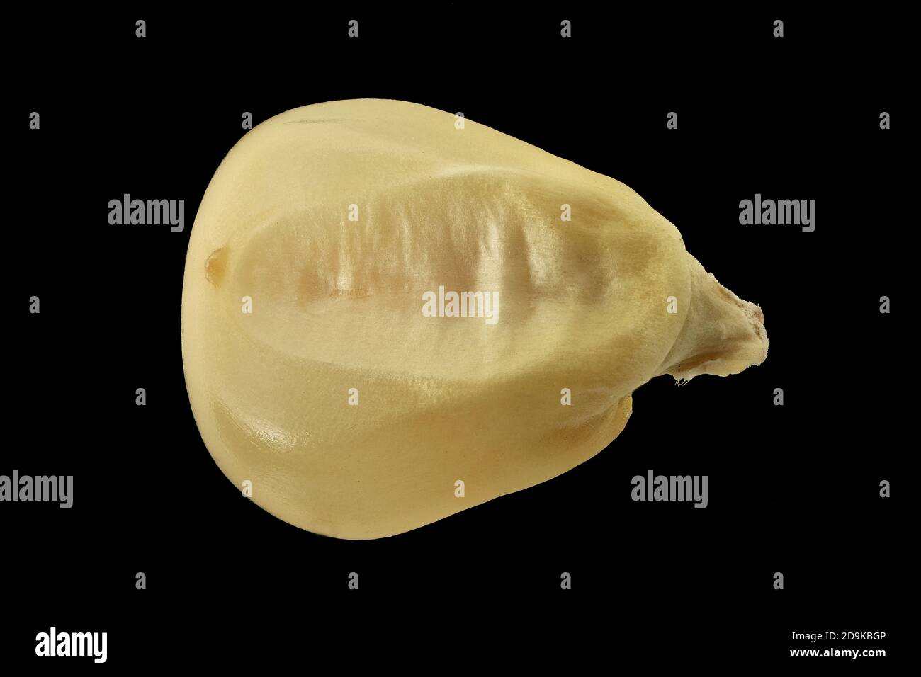 Zea mays, Maize, Corn, Mais, fruit, kernel, grain, close up, 7-10 mm ...