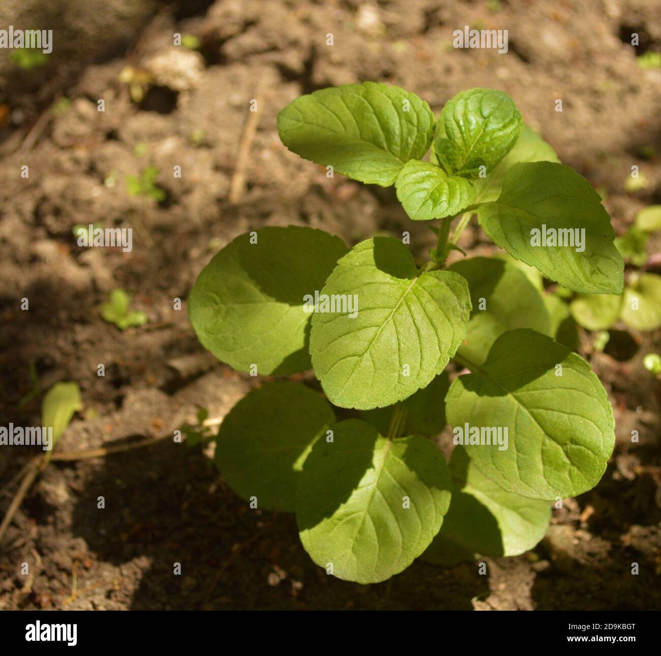 Mint plant in vegetative stage with background soil - Mentha Stock Photo