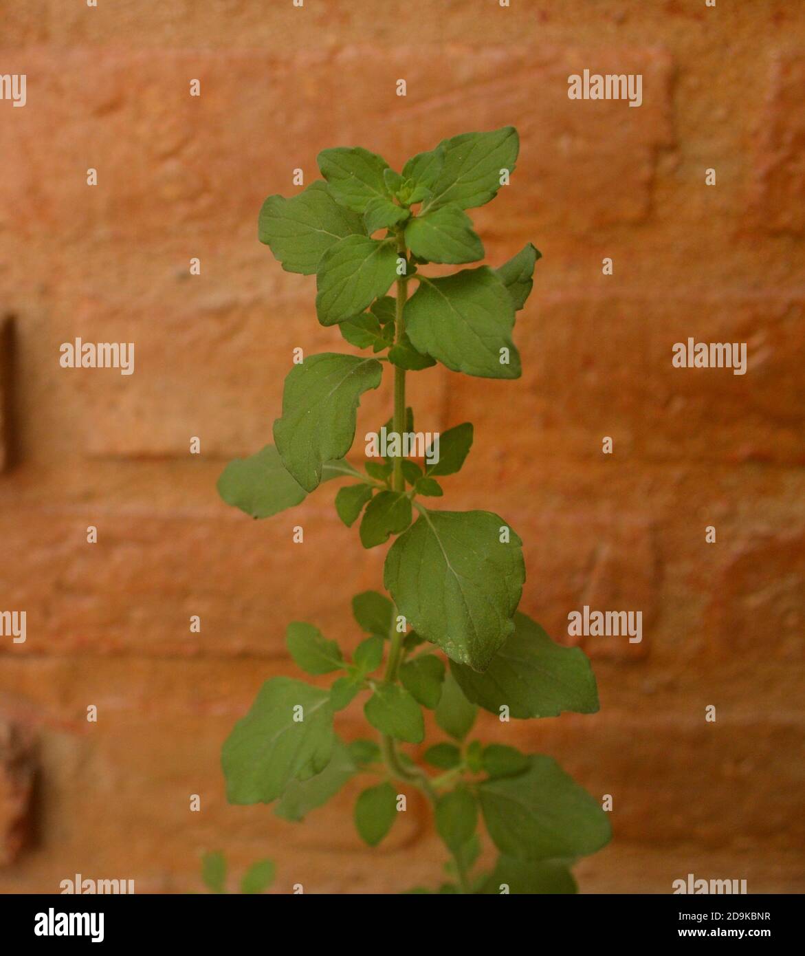 Exotic peppermint plant Calamintha nepeta (L.) against brick wall Stock Photo