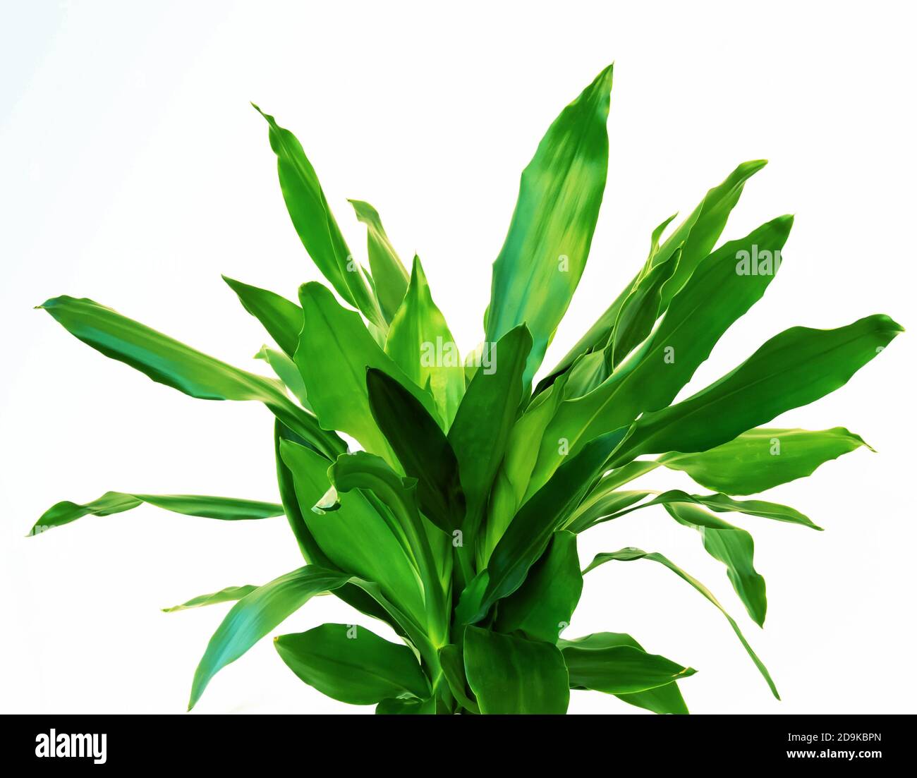 Dracaena Fragrans green leaves close up isolated on white background Stock Photo