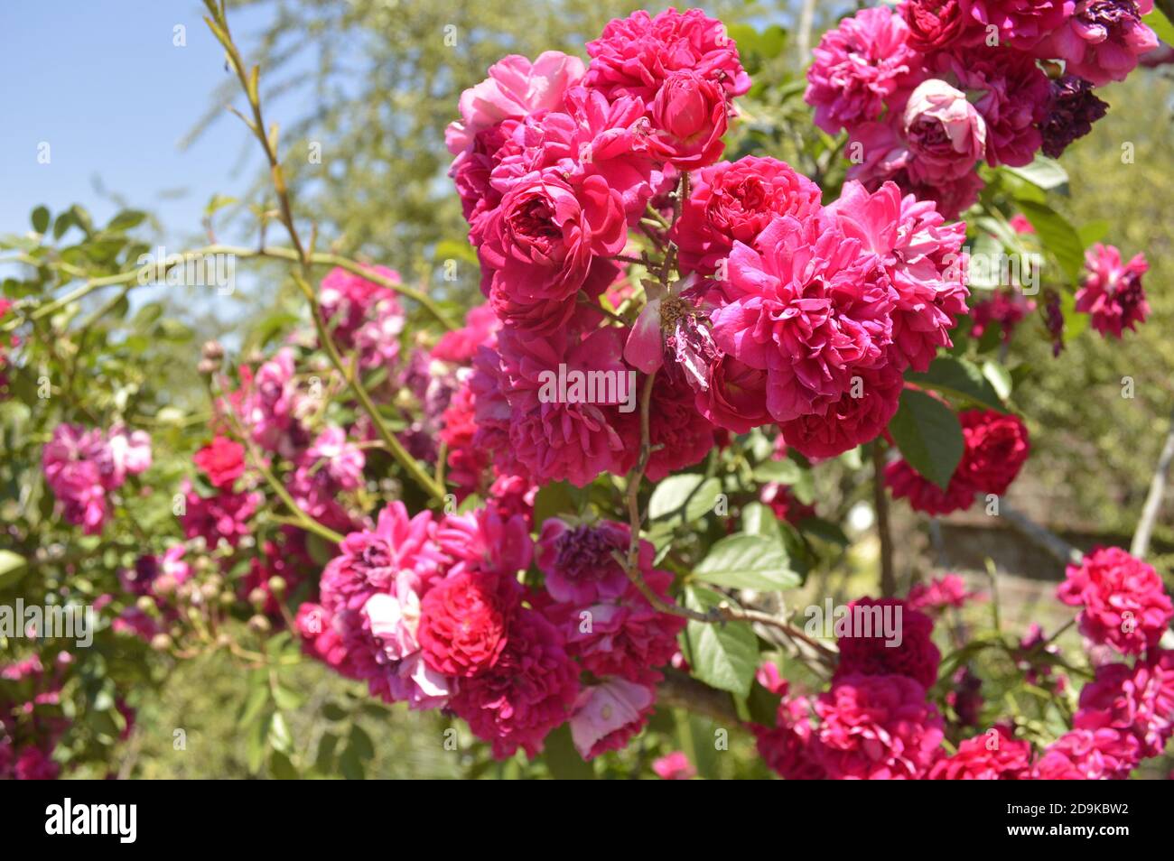 Bright shrub of pink rococo roses in the middle of spring in different stages of flowering - Rosa polyantha Stock Photo