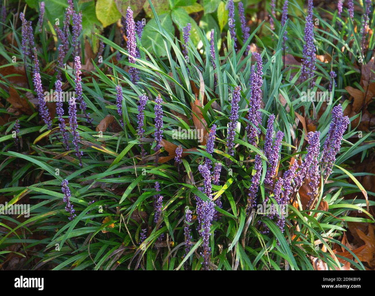 Liriope muscari, big blue lilyturf, a small herbaceous perennial with grass like evergreen foliage and lilac purple flowers Stock Photo