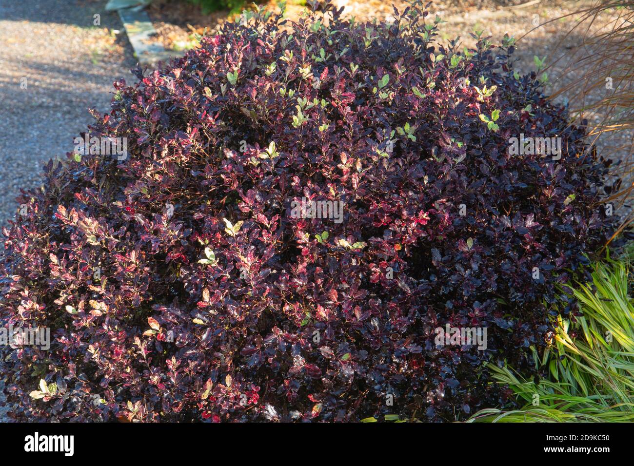 Plum autumn coloured leaves of the Pittosporum tenuifolium, tom thumb shrub  Stock Photo - Alamy