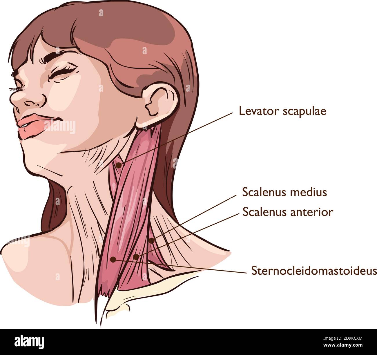 Top 30+ Photos muscles in the front of the neck Full HD, 2k, 4k Top 30+ Photos muscles in the front of the neck Full HD, 2k, 4k