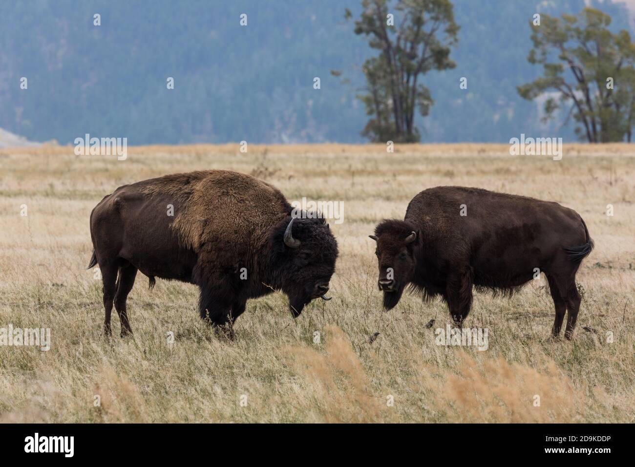 A Plains Bison bull and cow in Grand Teton Natonal Park in Wyoming, USA.  The bull is flicking his tongue out. Stock Photo