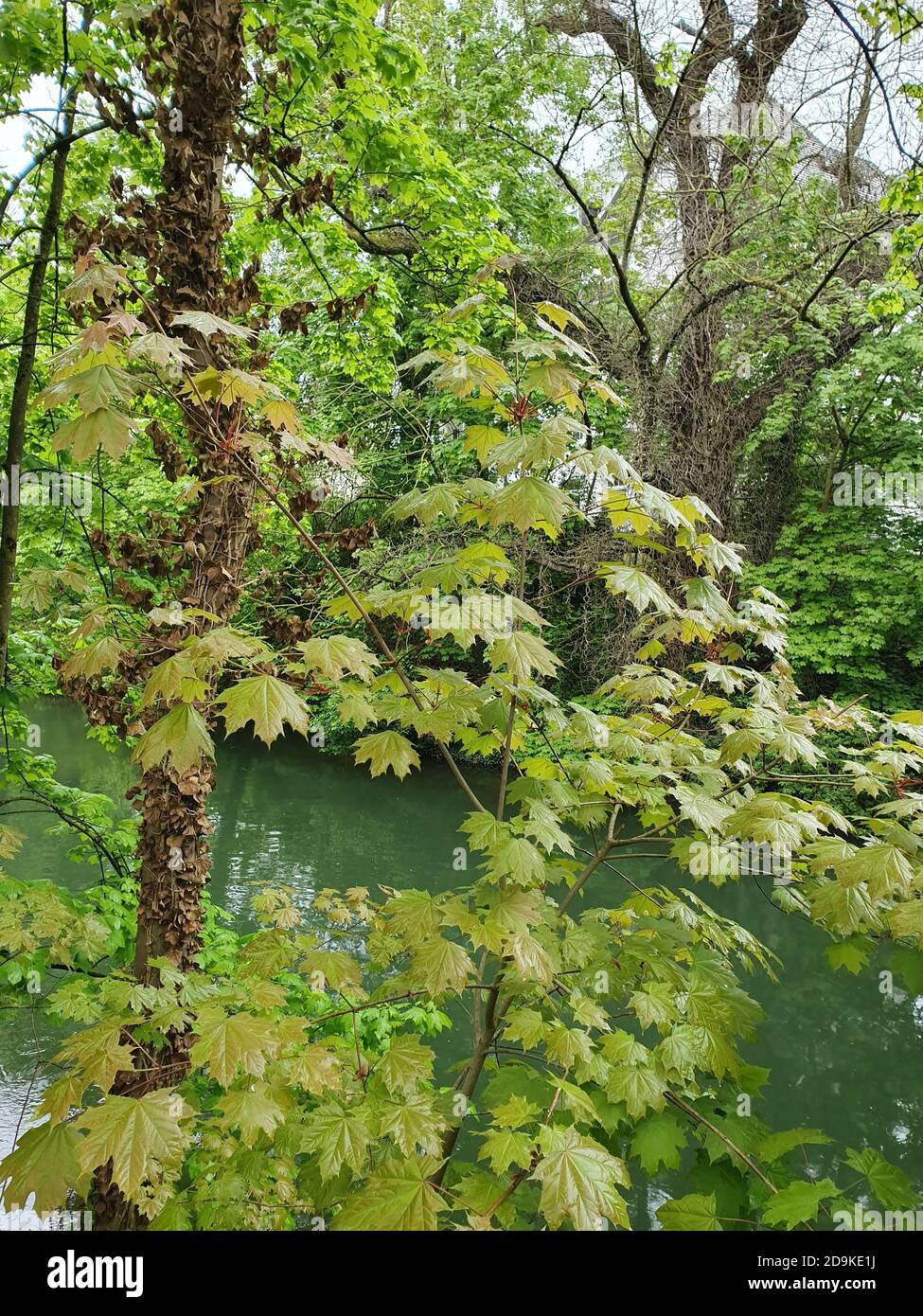 Vertical shot forest river hi-res stock photography and images - Alamy