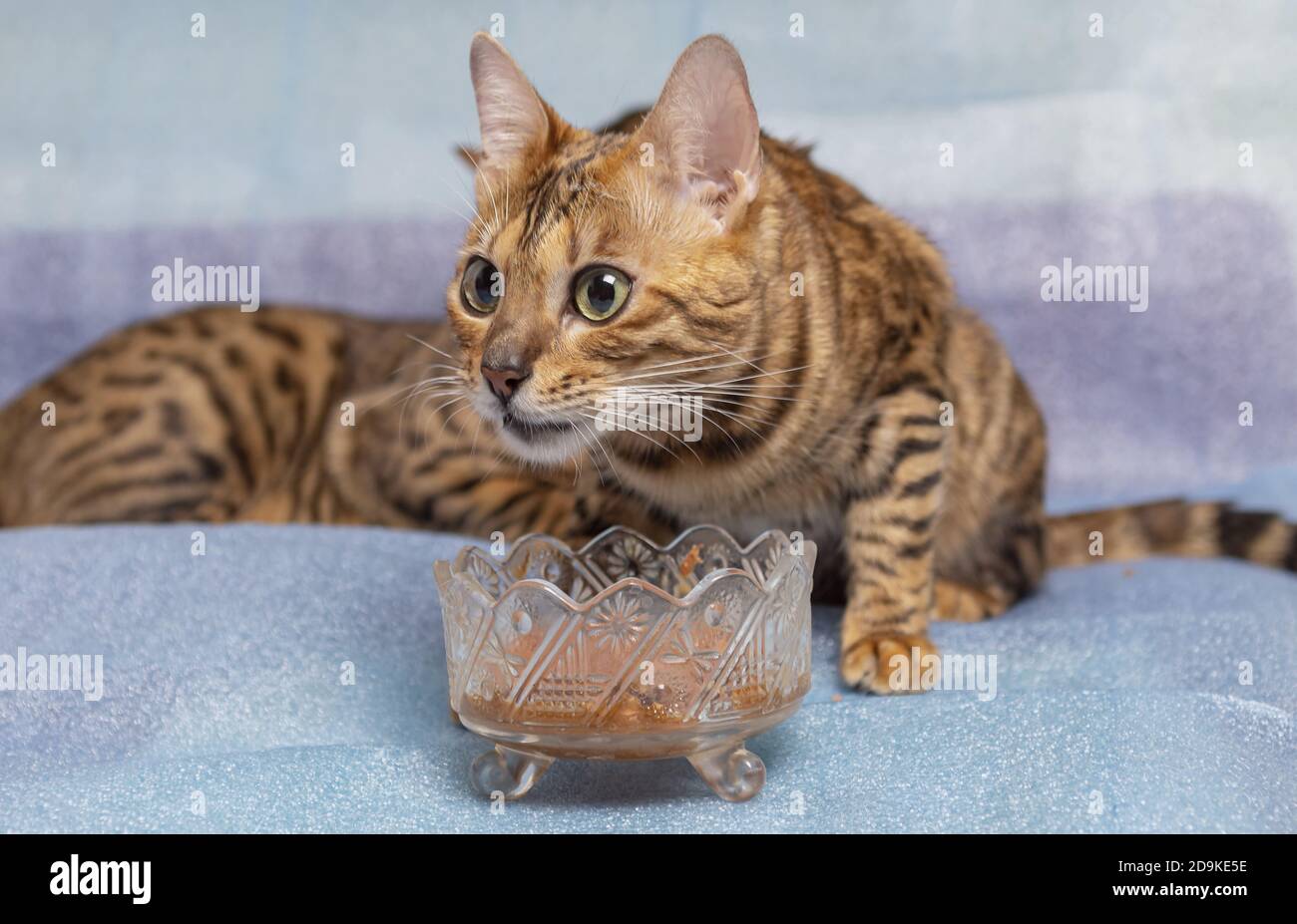 Young bengal cat resting and playing on a blue bed Stock Photo