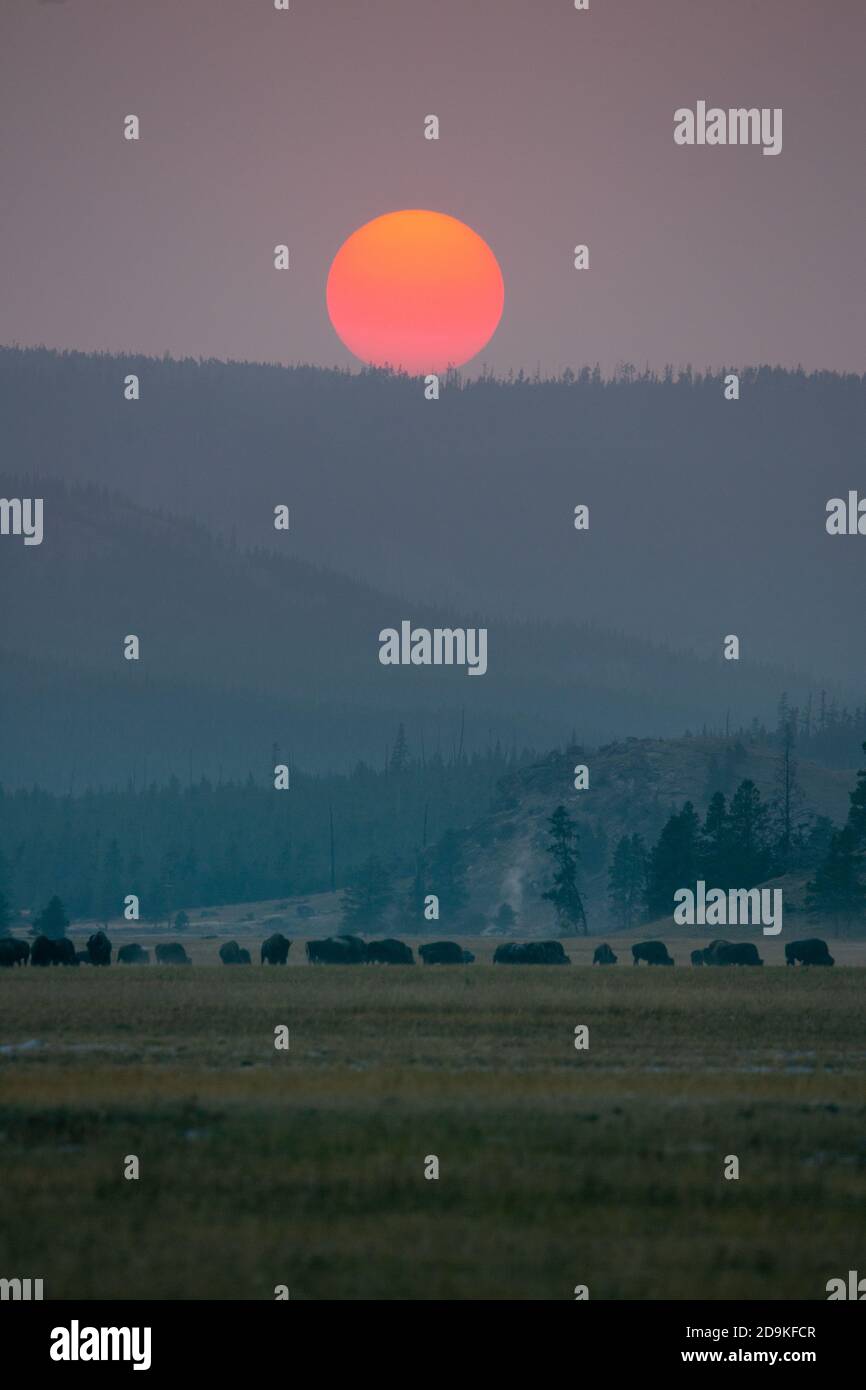 A herd of American Bison grazing at sunset in Yellowstone National Park in Wyoming, USA.  Smoky skies from wildfires in the West makes the sun an oran Stock Photo