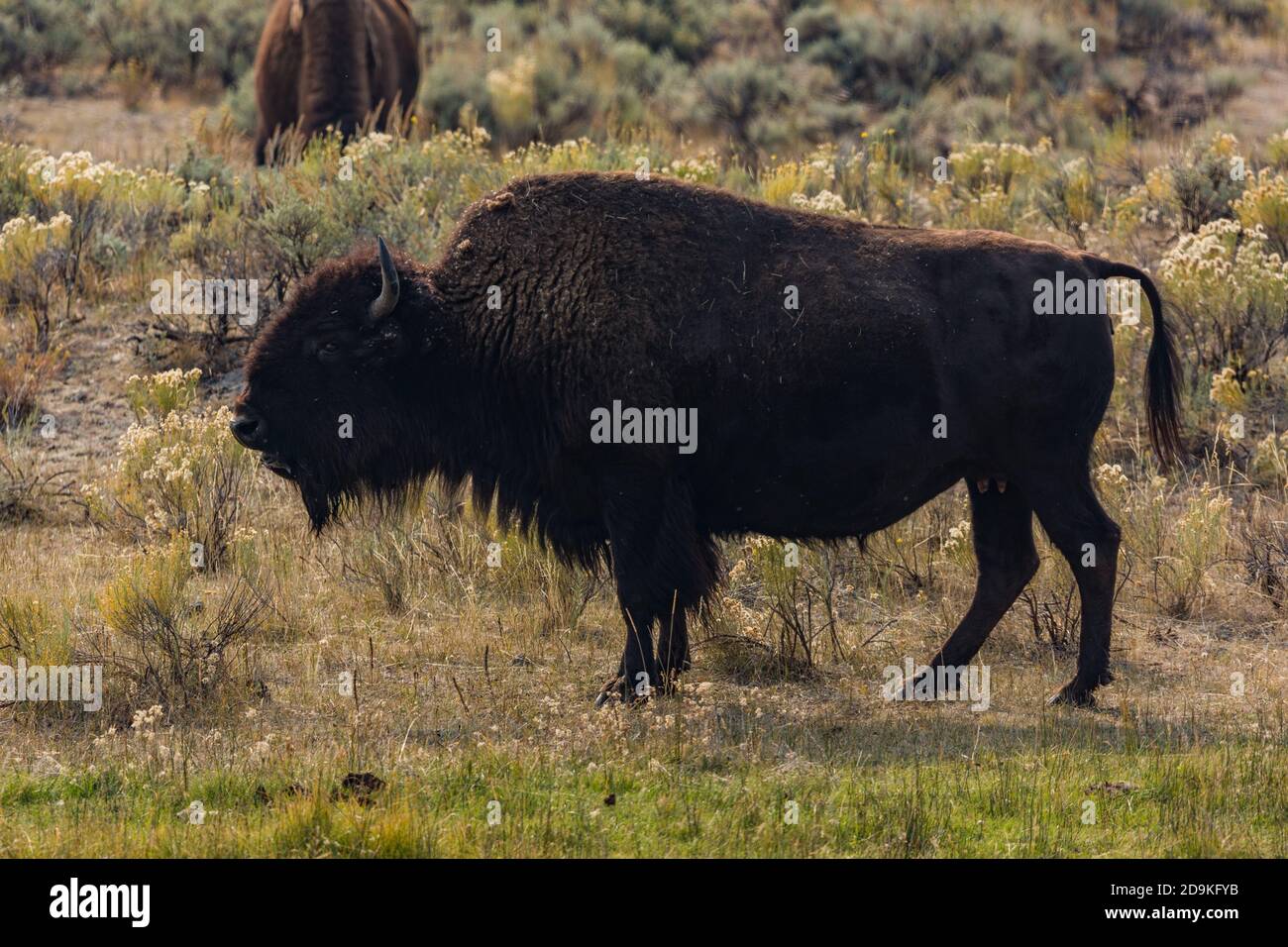 An American Bison cow in Yellowstone National Park in Wyoming, USA