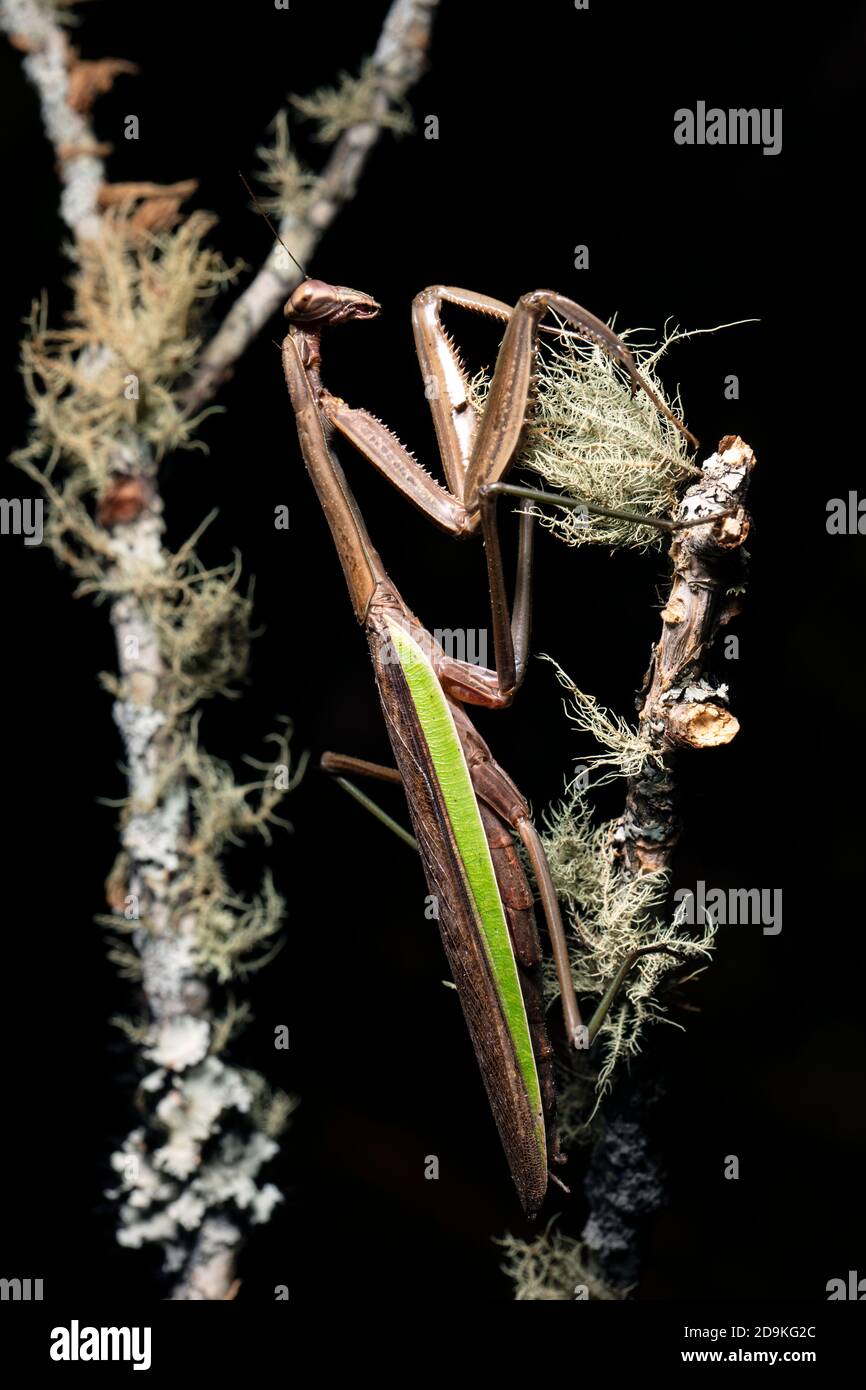Chinese praying mantis (Tenodera sinensis) - Brevard, North Carolina, USA Stock Photo