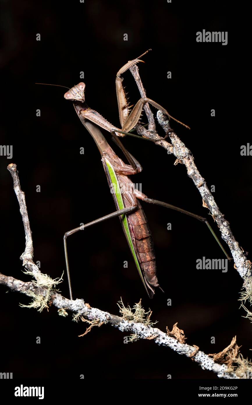 Chinese praying mantis (Tenodera sinensis) - Brevard, North Carolina, USA Stock Photo