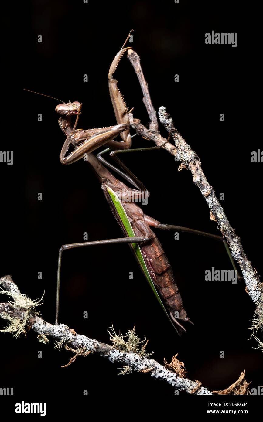 Chinese praying mantis (Tenodera sinensis) Brevard, North Carolina