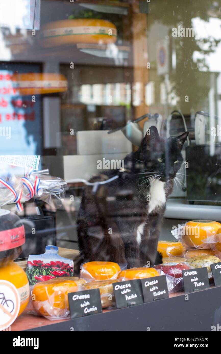 Cat in the Amsterdam shop window Stock Photo