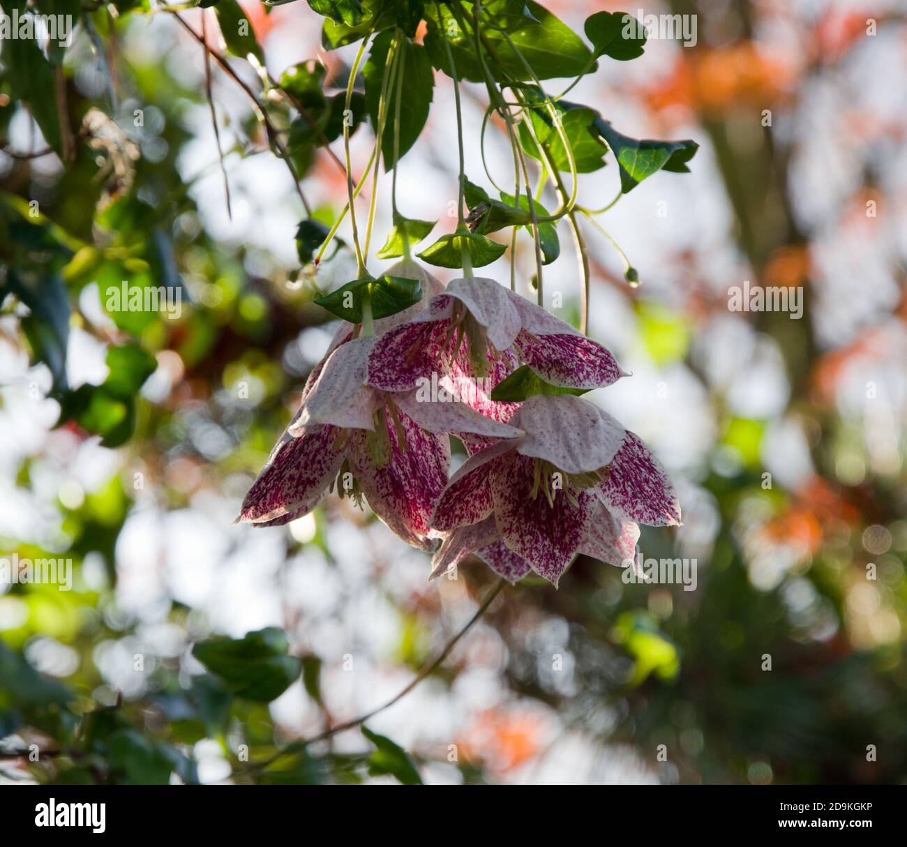 Clematis cirrhosa Freckles Stock Photo