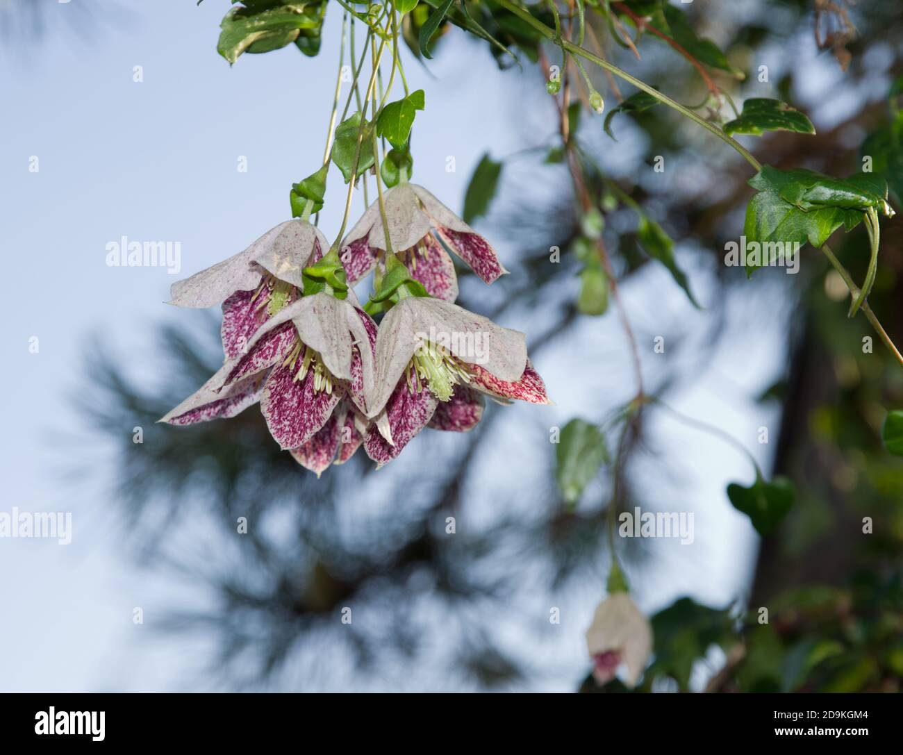 Clematis cirrhosa Freckles Stock Photo