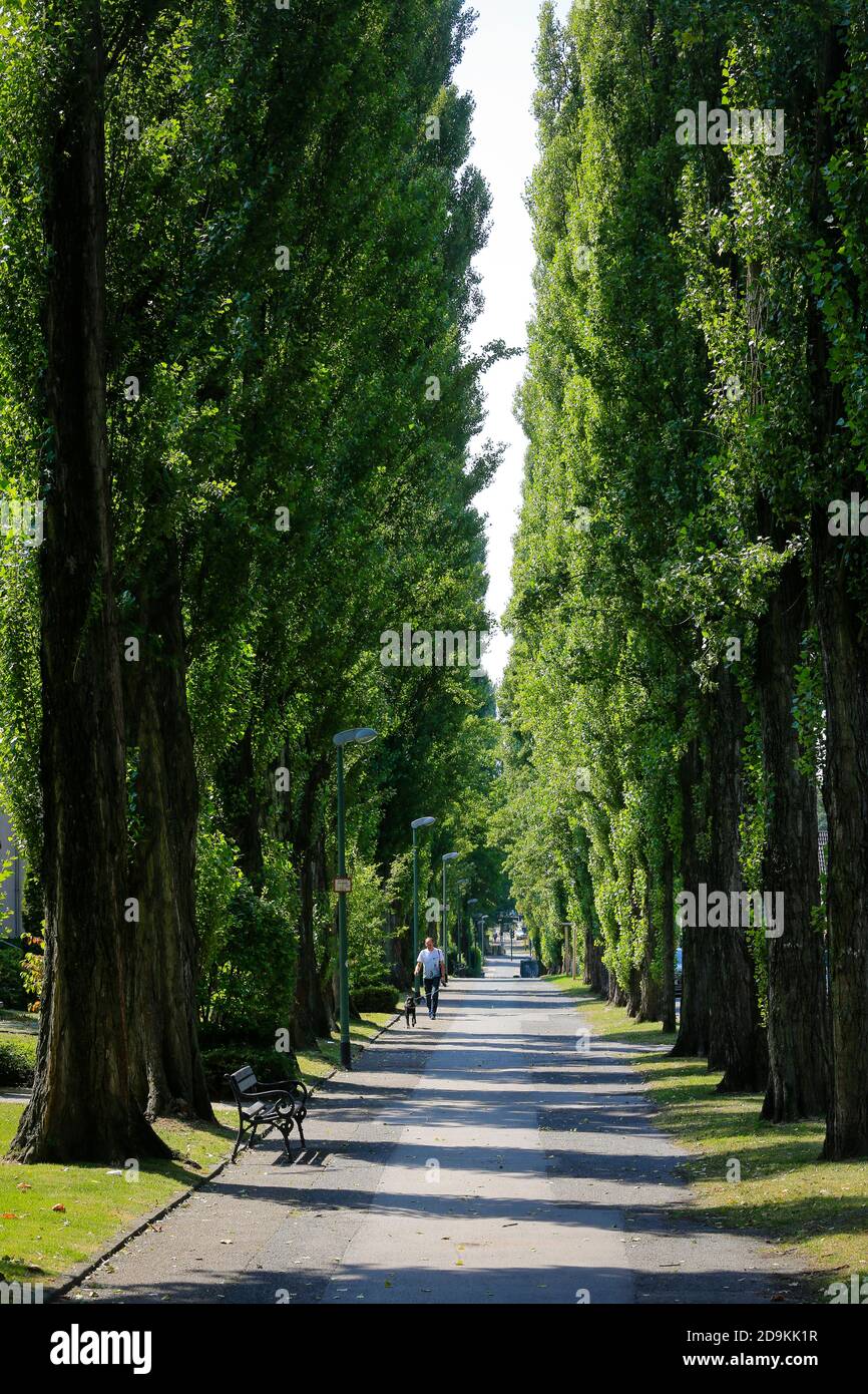Essen, North Rhine-Westphalia, Ruhr Area, Germany, Green Tree Alley, Ottostrasse directly at the Volksgarten Kray, on the occasion of the Essen 2017 Green Capital of Europe. Stock Photo