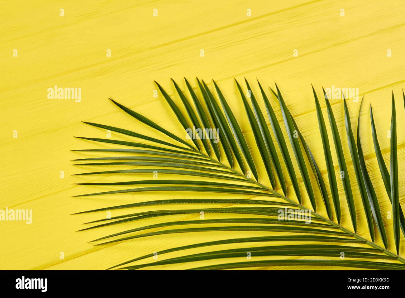 Long thin green leaves hi-res stock photography and images - Alamy
