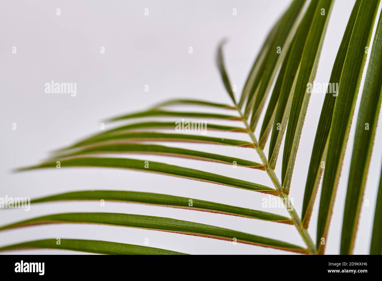 Long palm leaves hi-res stock photography and images - Alamy